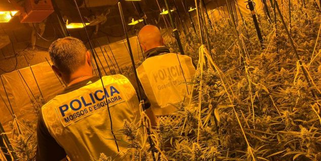 Detinguts A Arenys Per Plantes De Marihuana A Barcelona