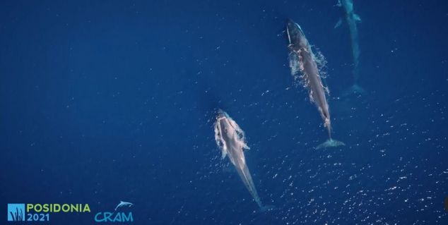 Vídeo Cuatro ballenas inmensas justo ante Mataró