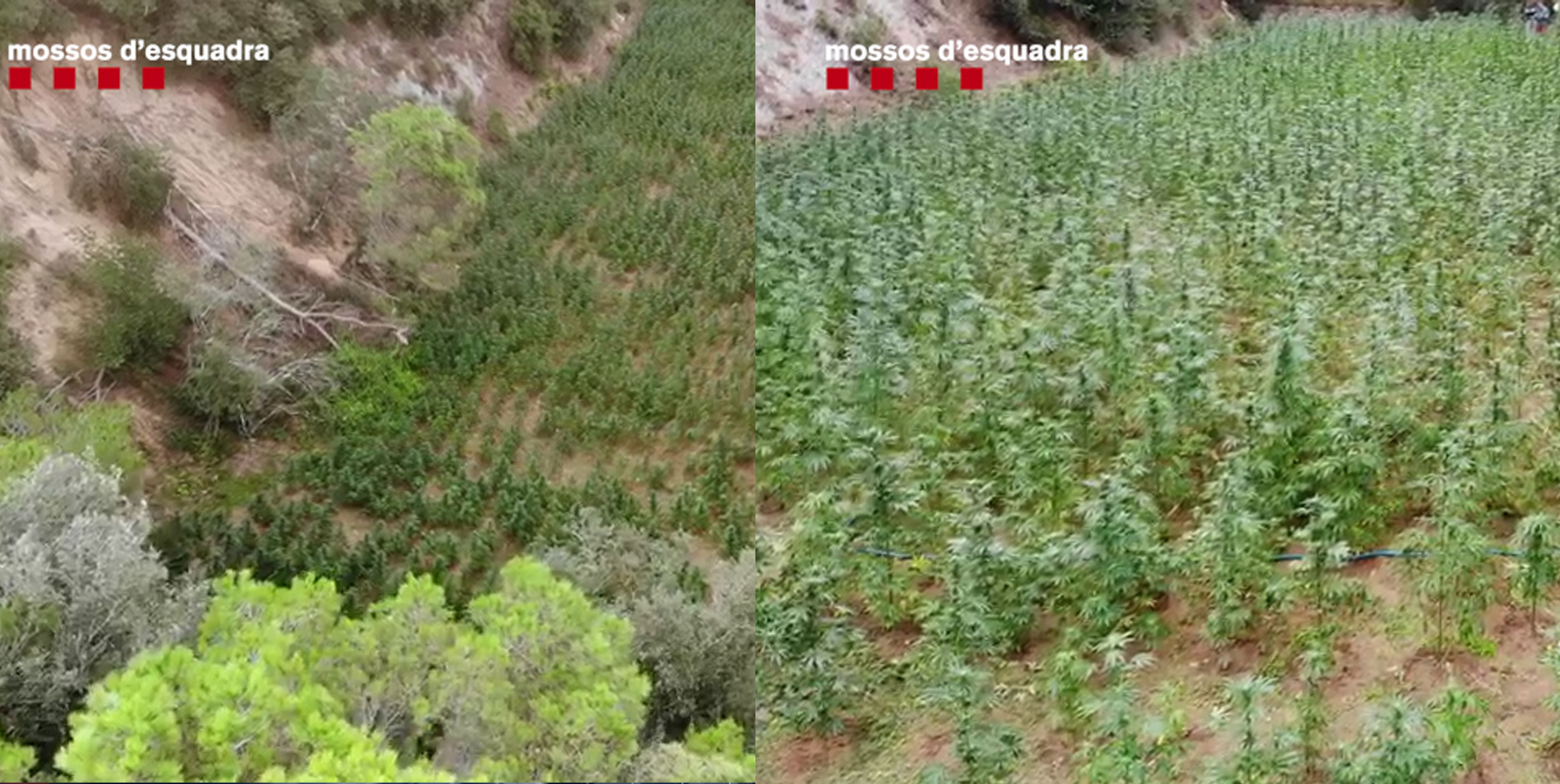 Dos imágenes de las plantas de marihuana en Arenys de Munt