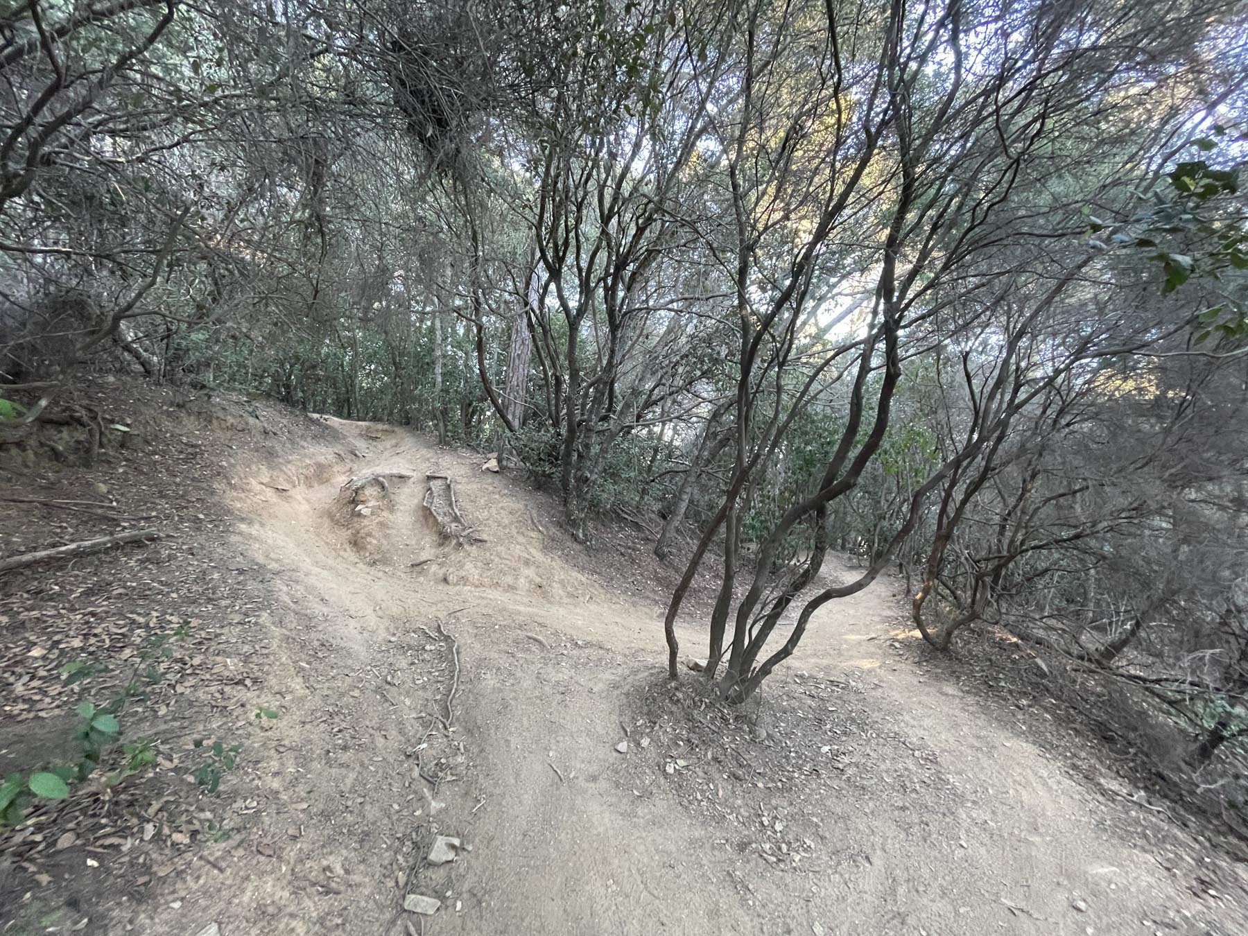 Un bosc en el terme municipal de Cabrils, al Maresme