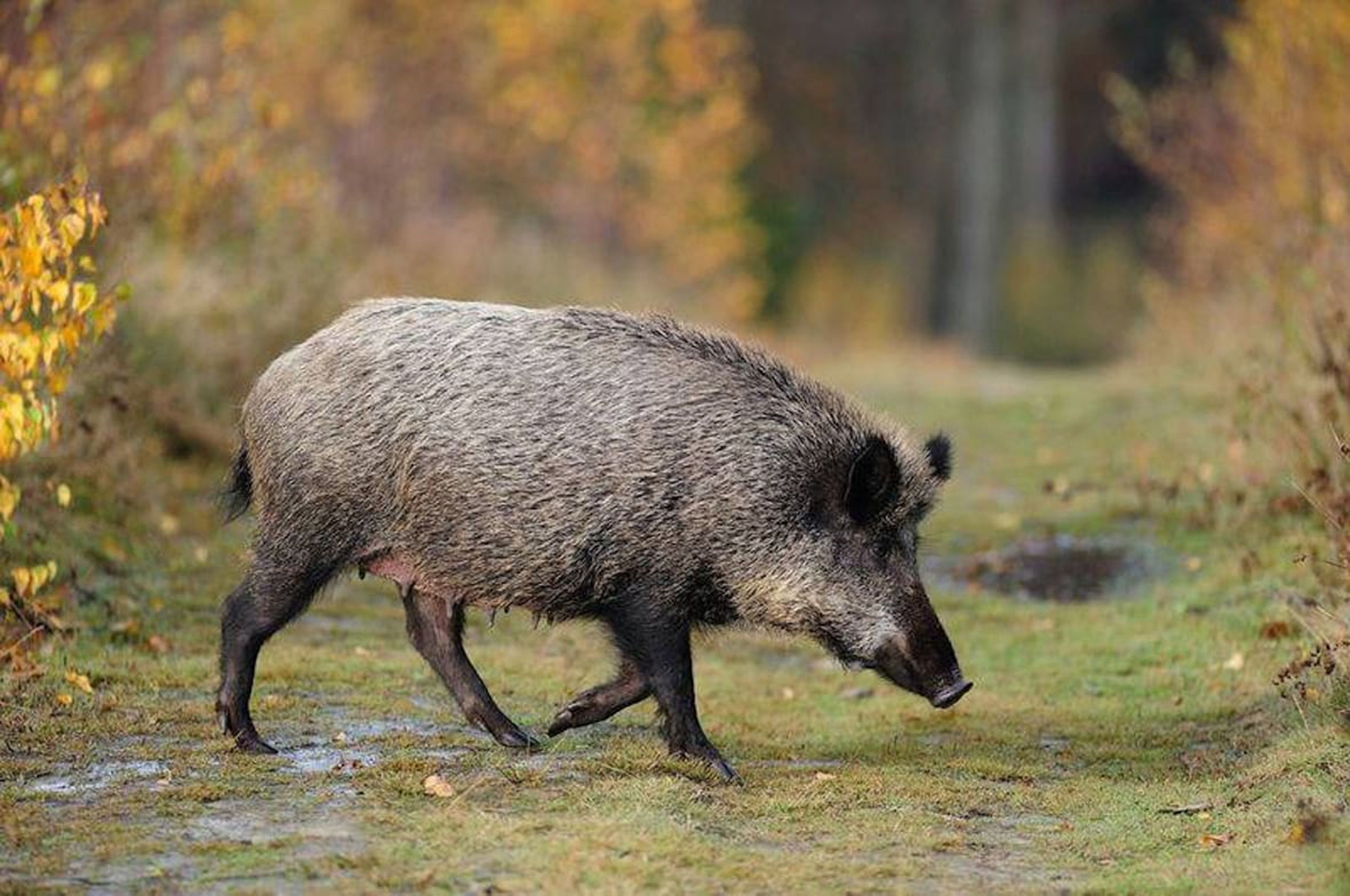 Les batudes de senglars son molt comunes al Maresme i al conjunt del país. Foto: ACN