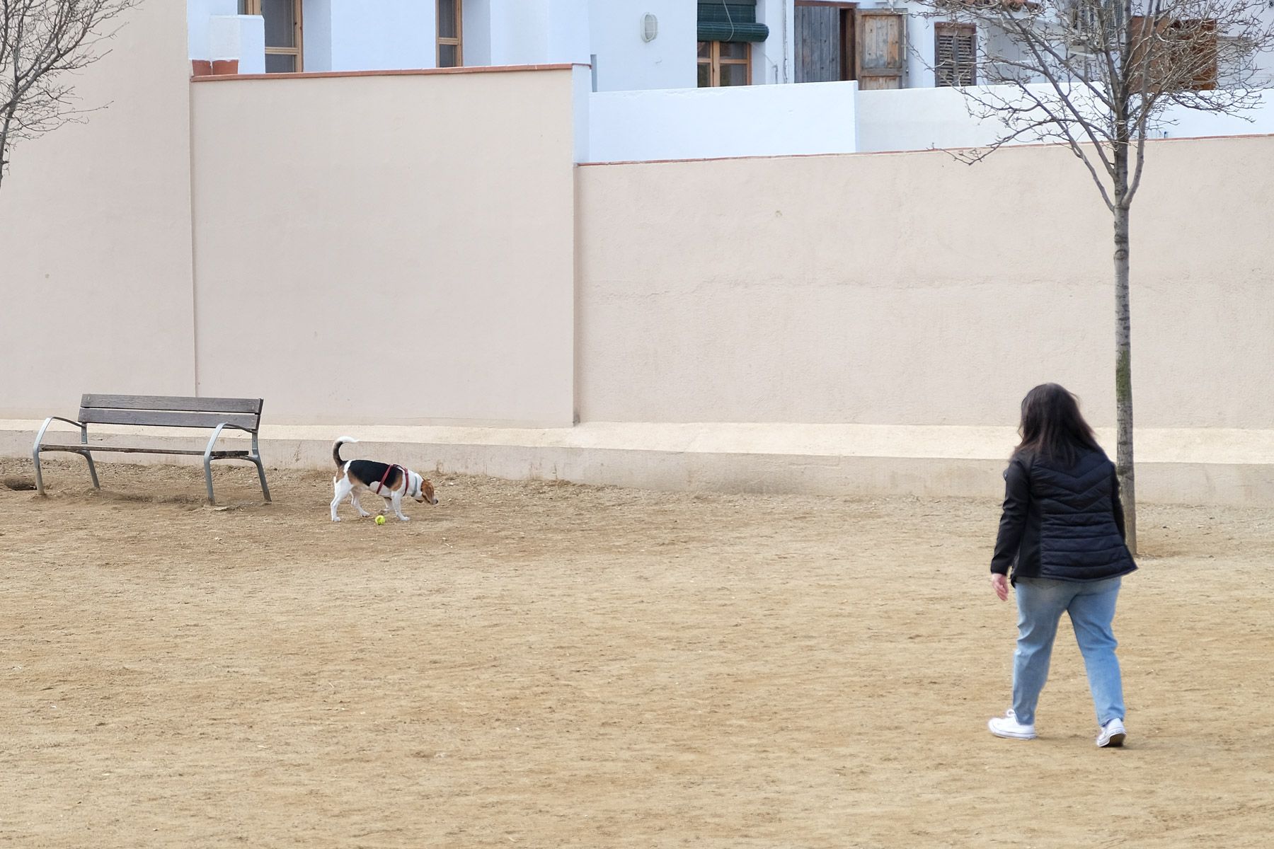 Perros en el Patio del Café Nuevo