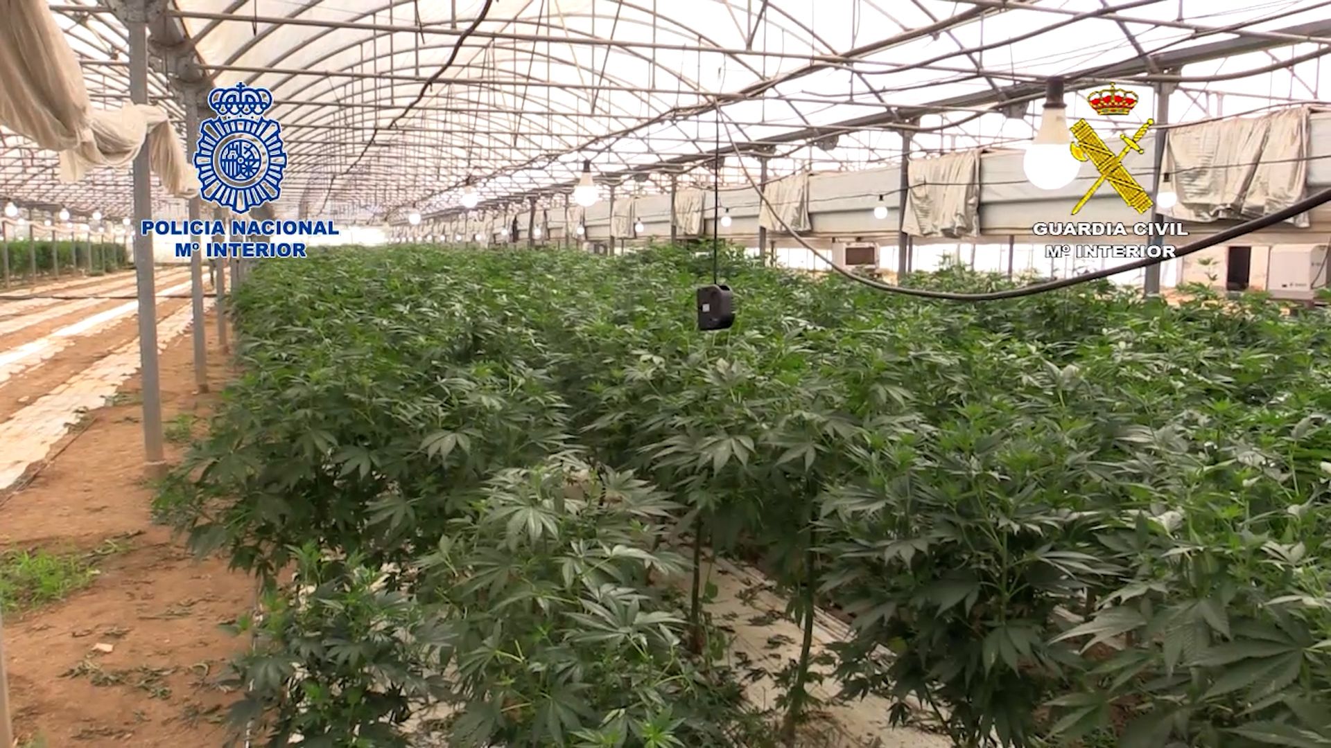 La macroplantacio de marihuana a Vilassar de Mar. Foto: Guardia Civil / Policia Nacional