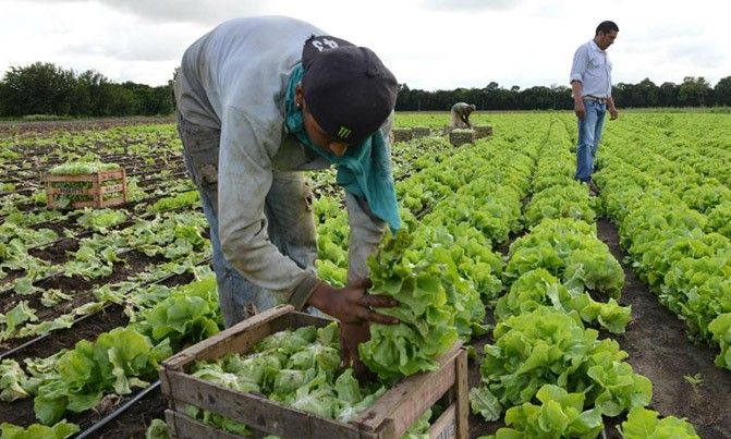 Nova escola agrària d'innovació i horticultura al Maresme