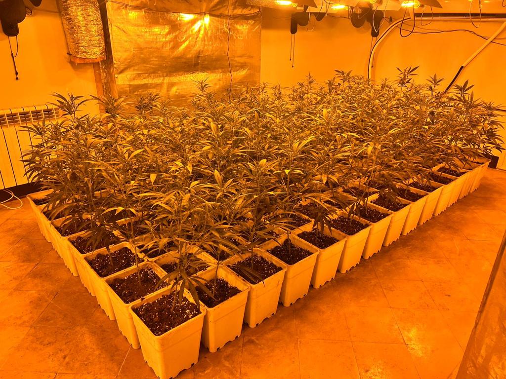 Desmantellen una plantació de 1.182 plantes de marihuana al Maresme