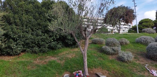 Una olivera al Parc Central de Mataró ja honora a Allende