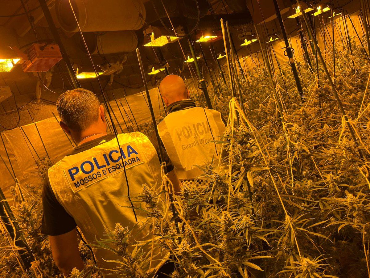 Els tres detinguts a Arenys de Munt tenien 1.700 plantes a Barcelona. Foto: Mossos