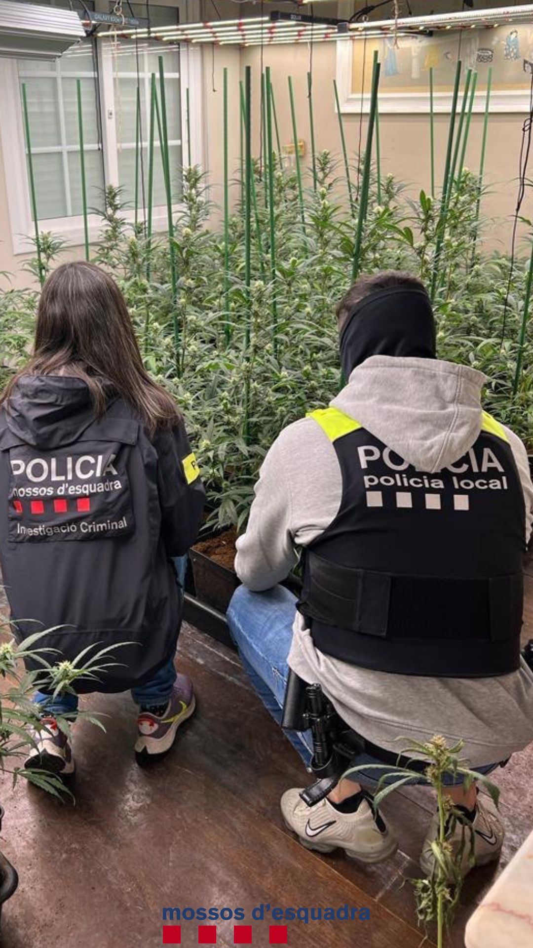 Mil plantes de marihuana desmantellades a un pis d'Alella