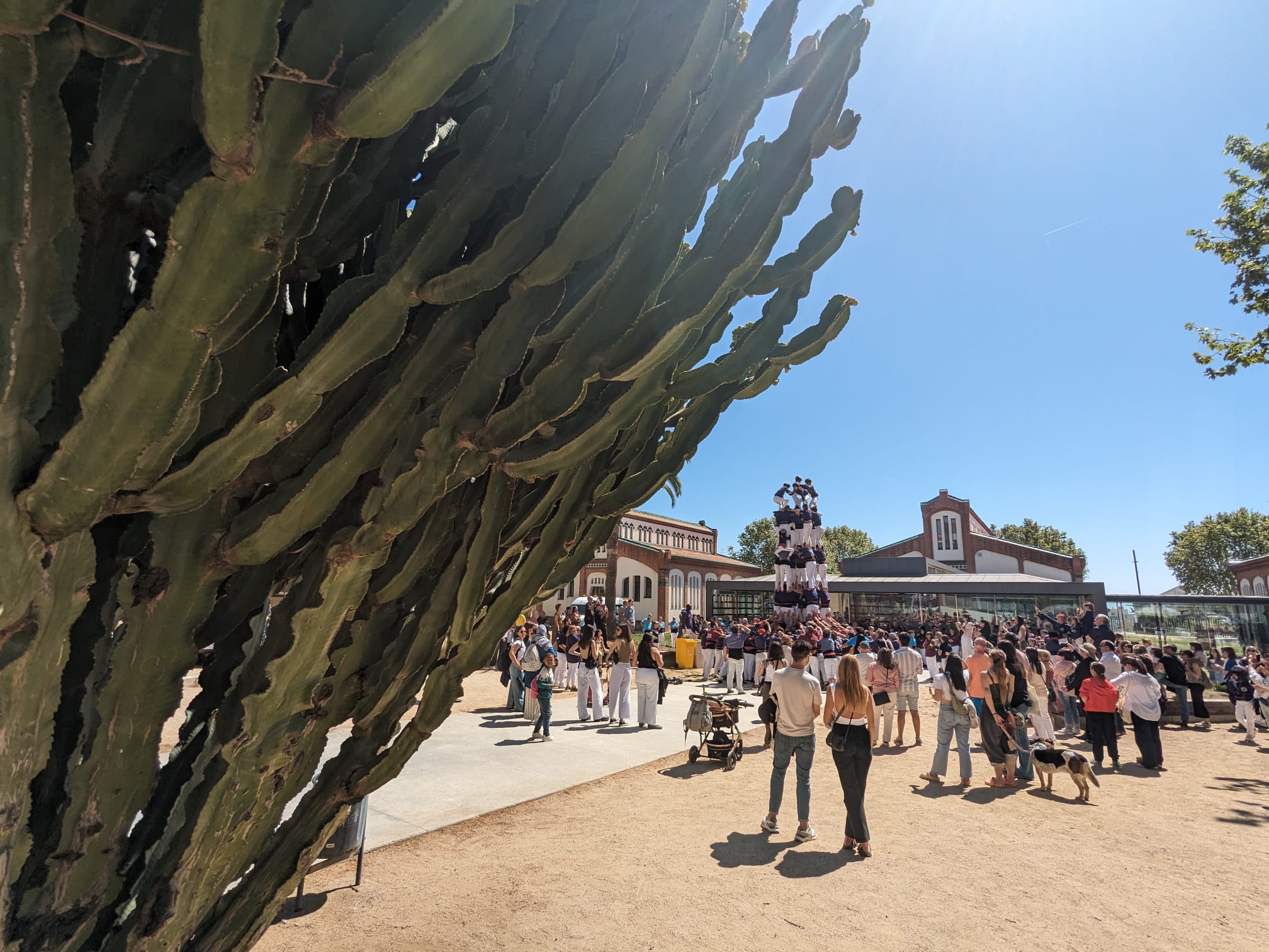 El 7 de 7 dels Capgrossos, en segon terme. Foto: Cedida