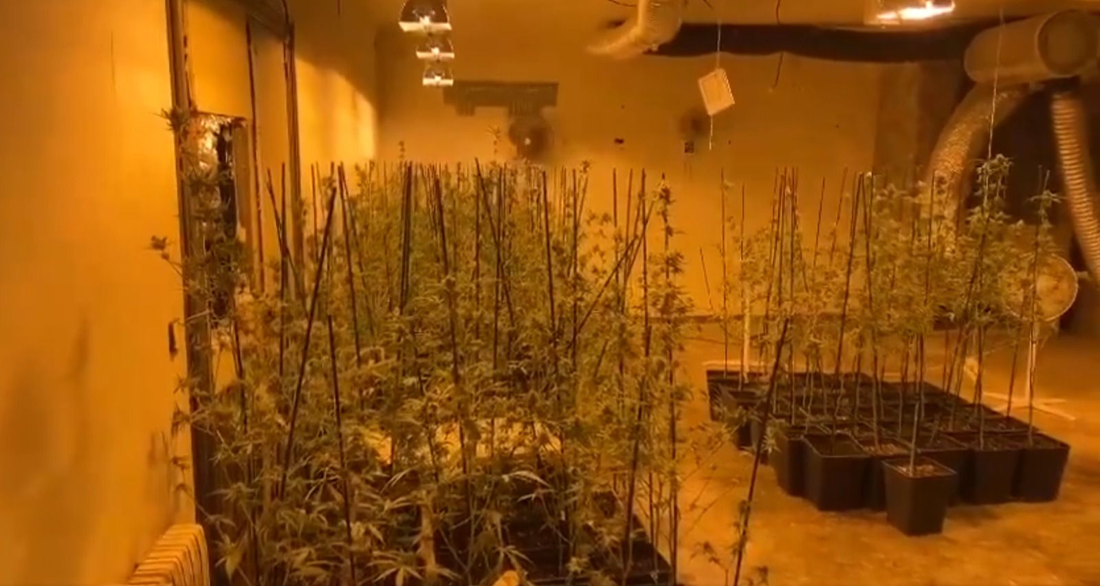 Una altra plantació de marihuana intervinguda al Maresme