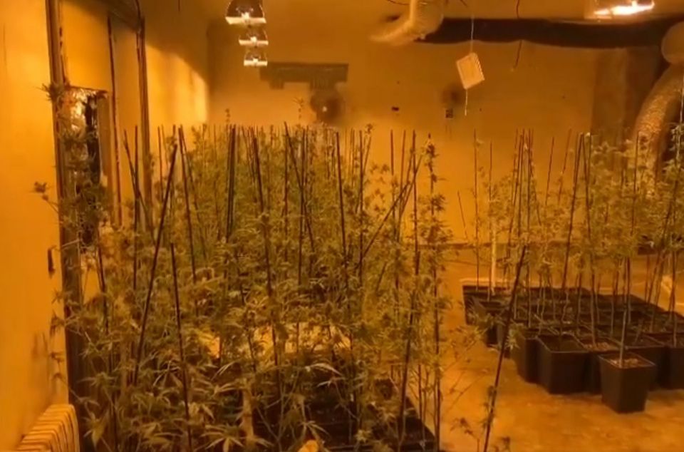 Una altra plantació de marihuana intervinguda al Maresme