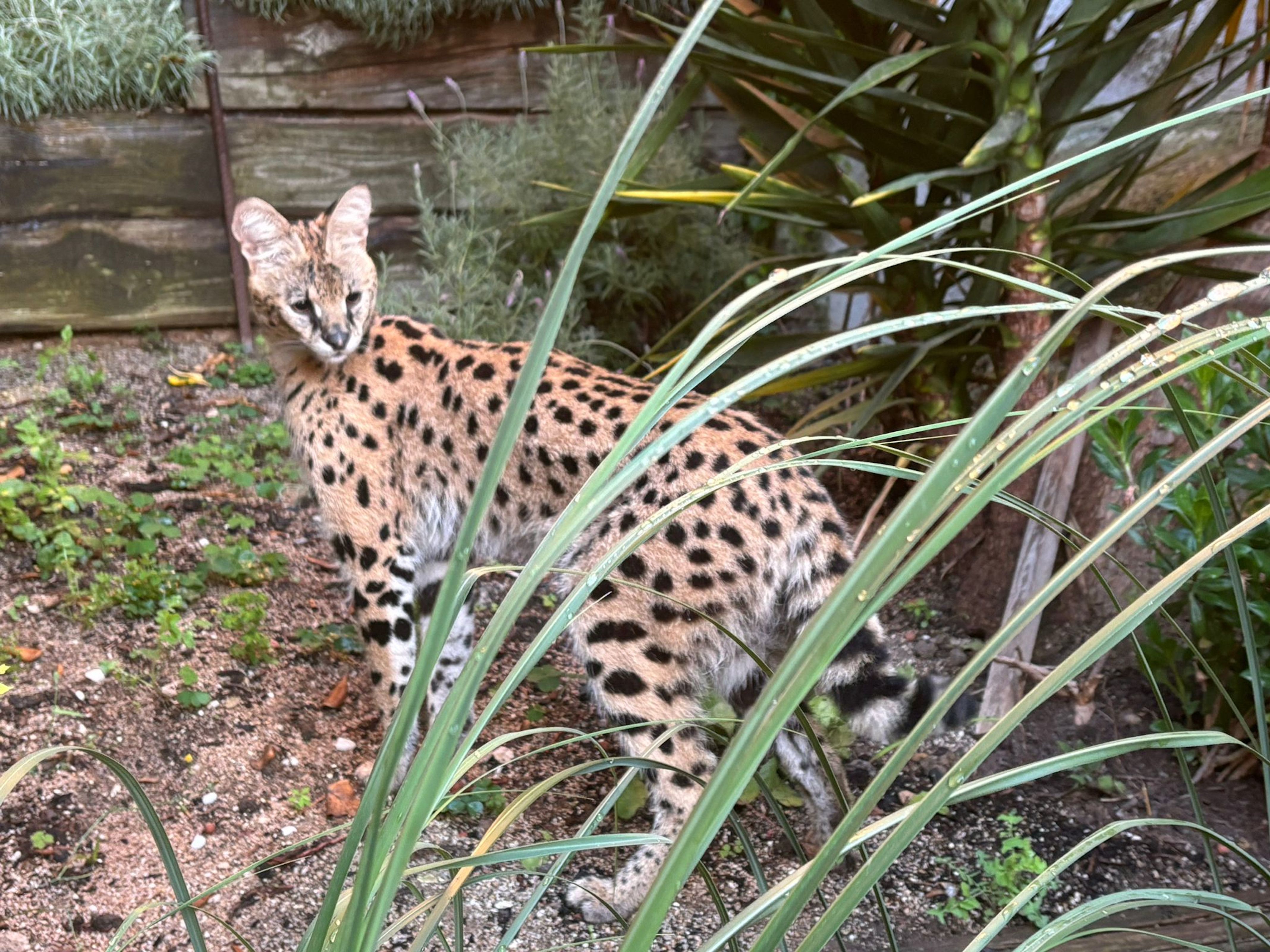 Un animal salvatge de la sabana fereix un gos i un gat