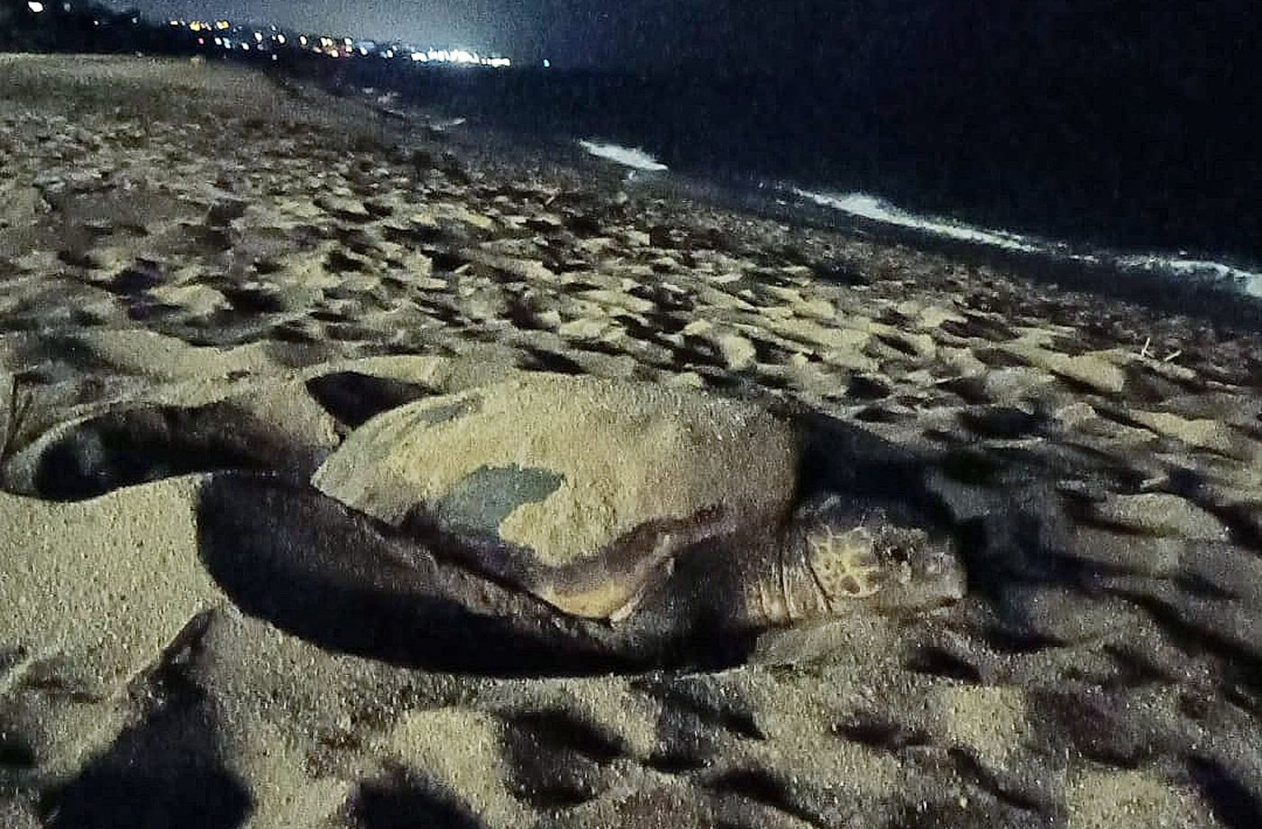 tortuga a la platja de mataró