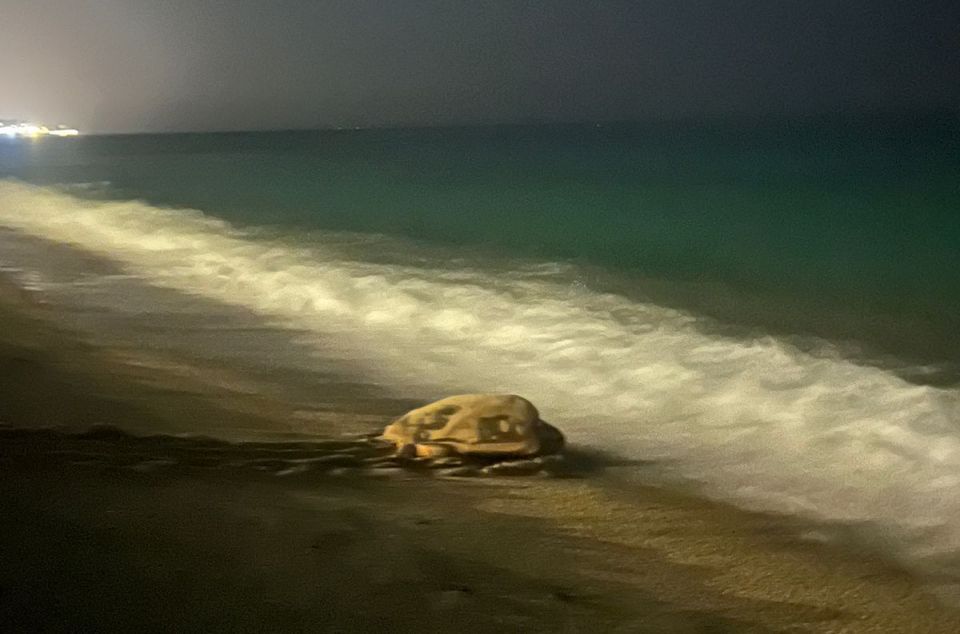 la tortuga tornant a l'aigua