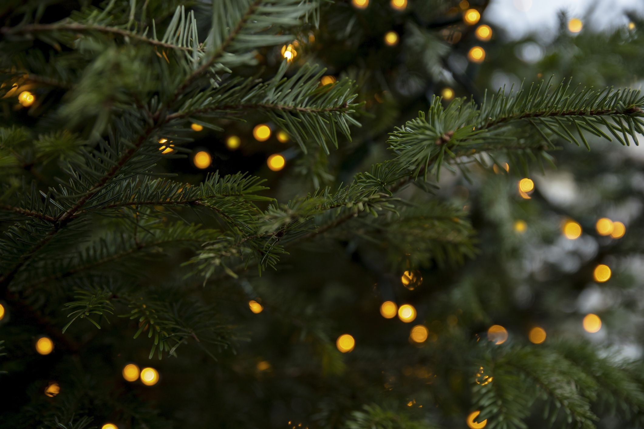 Punts de recollida per dipositar-hi l'arbre de Nadal