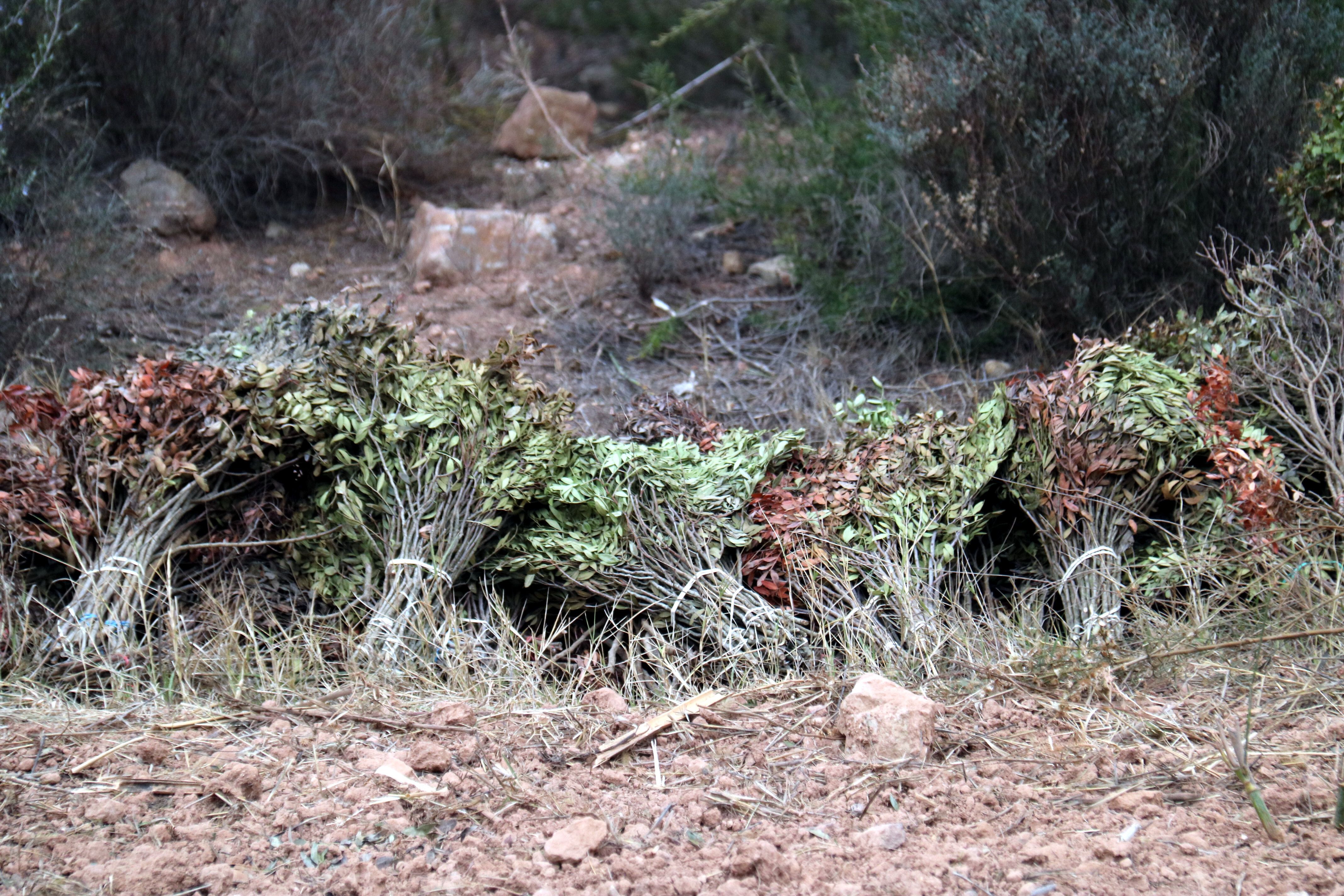 La mata, l’or verd dels boscos