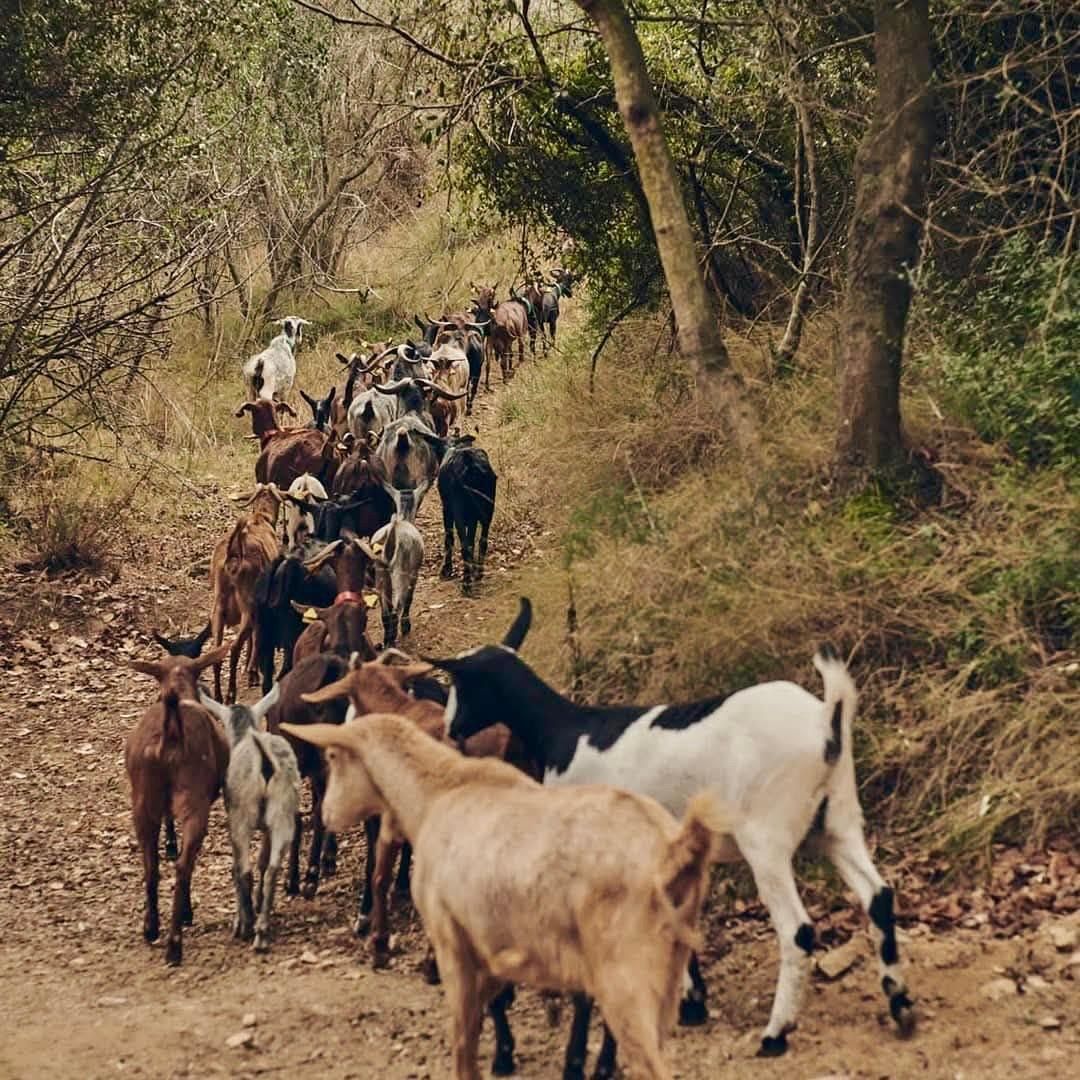 Cabres a pasturar contra el risc d'incendis a Mataró