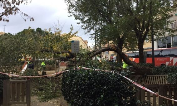 Un arbre caigut a la plaça de les Tereses