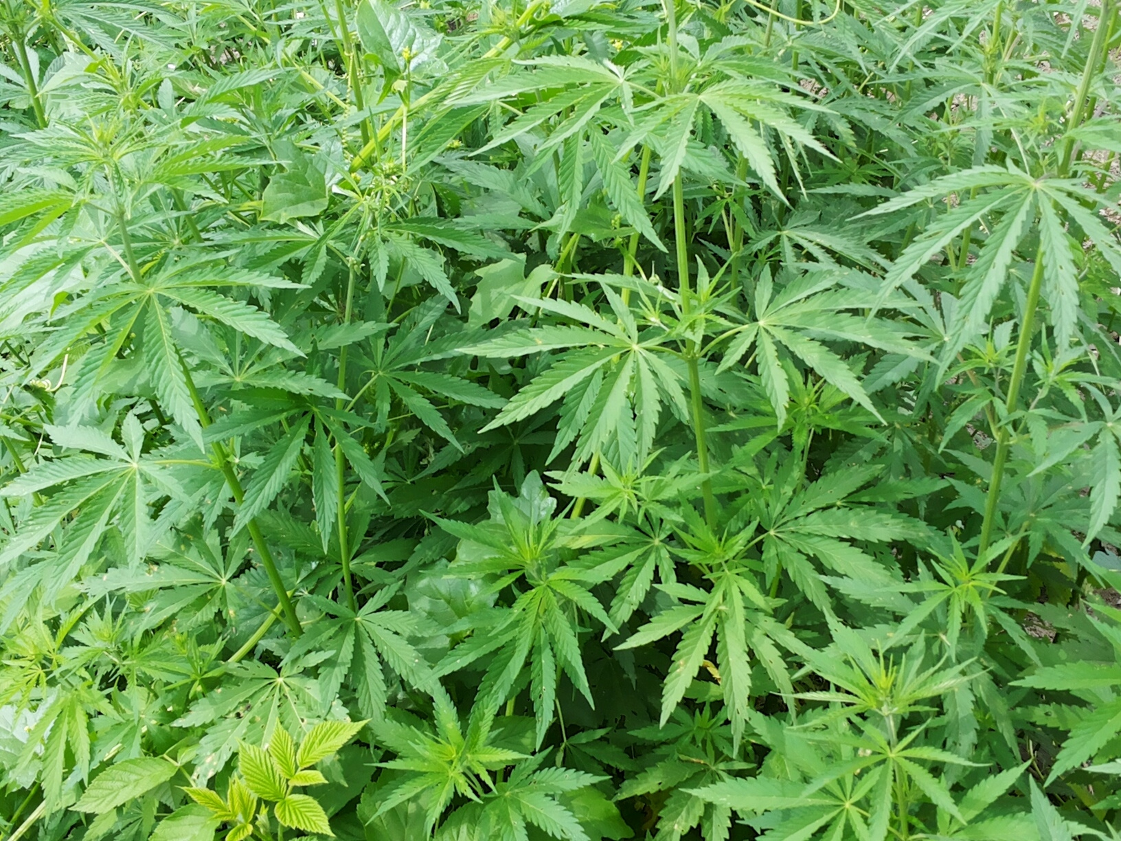 Plantas de marihuana