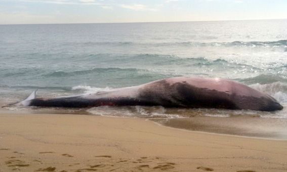 El cos de la balena morta que ha aparegut a la platja de Montgat, el 12 de març de 2018.