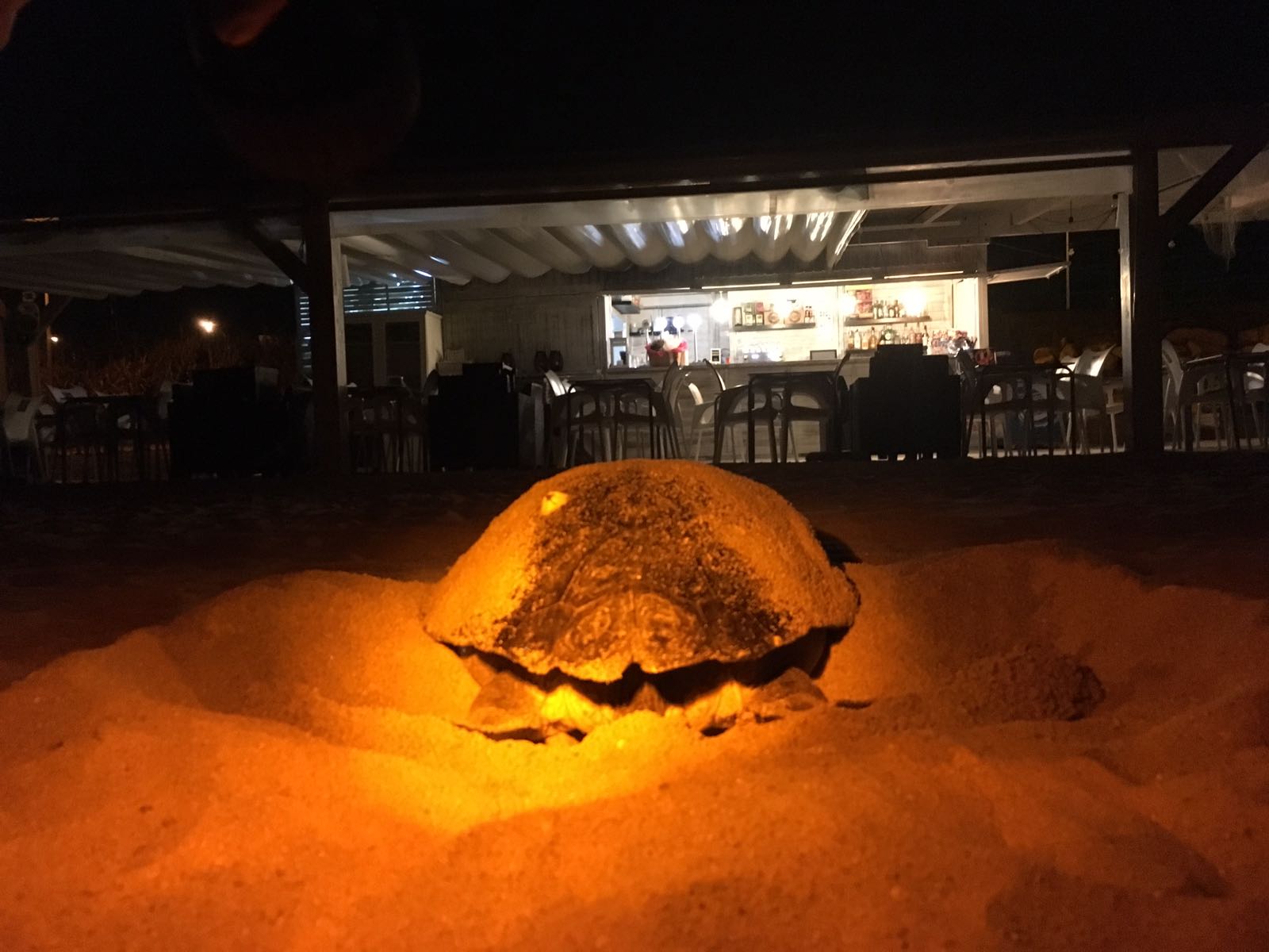 La tortuga, a la platja. Foto: Cedida per El Xiringuitu