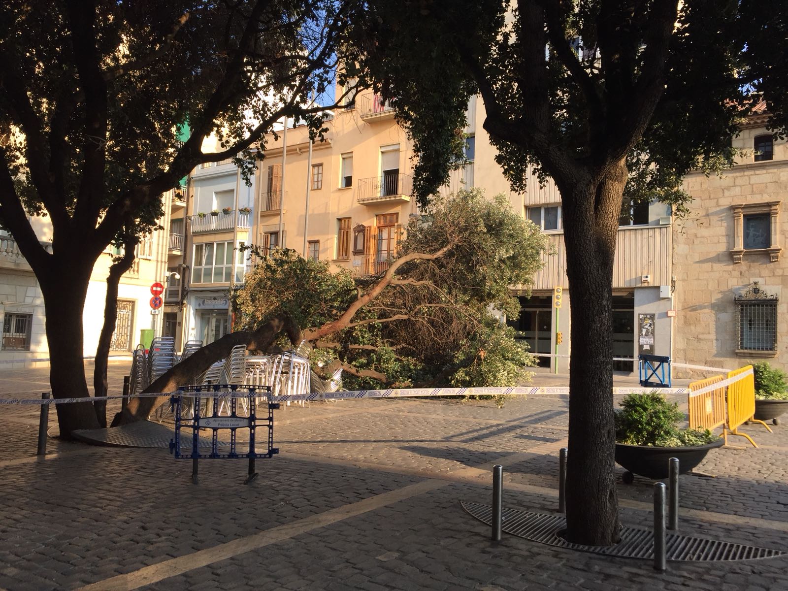 Árbol caído en la plaza del Ayuntamiento / Jodo: Renacuajo