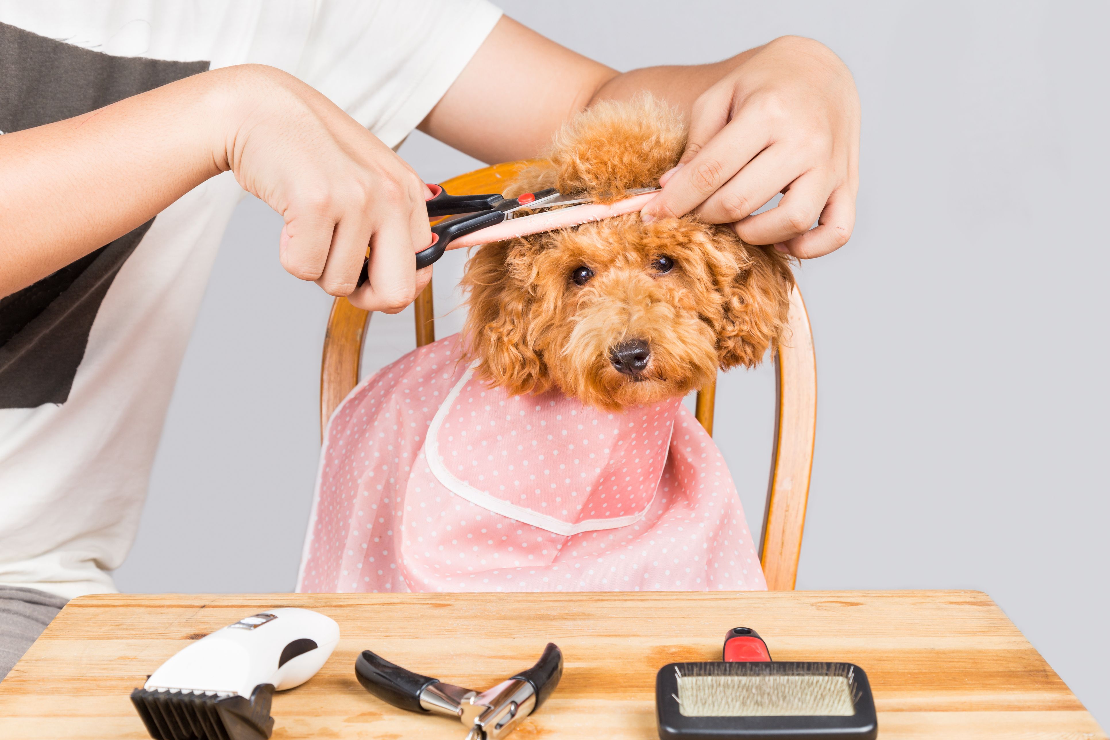 Peluquería canina