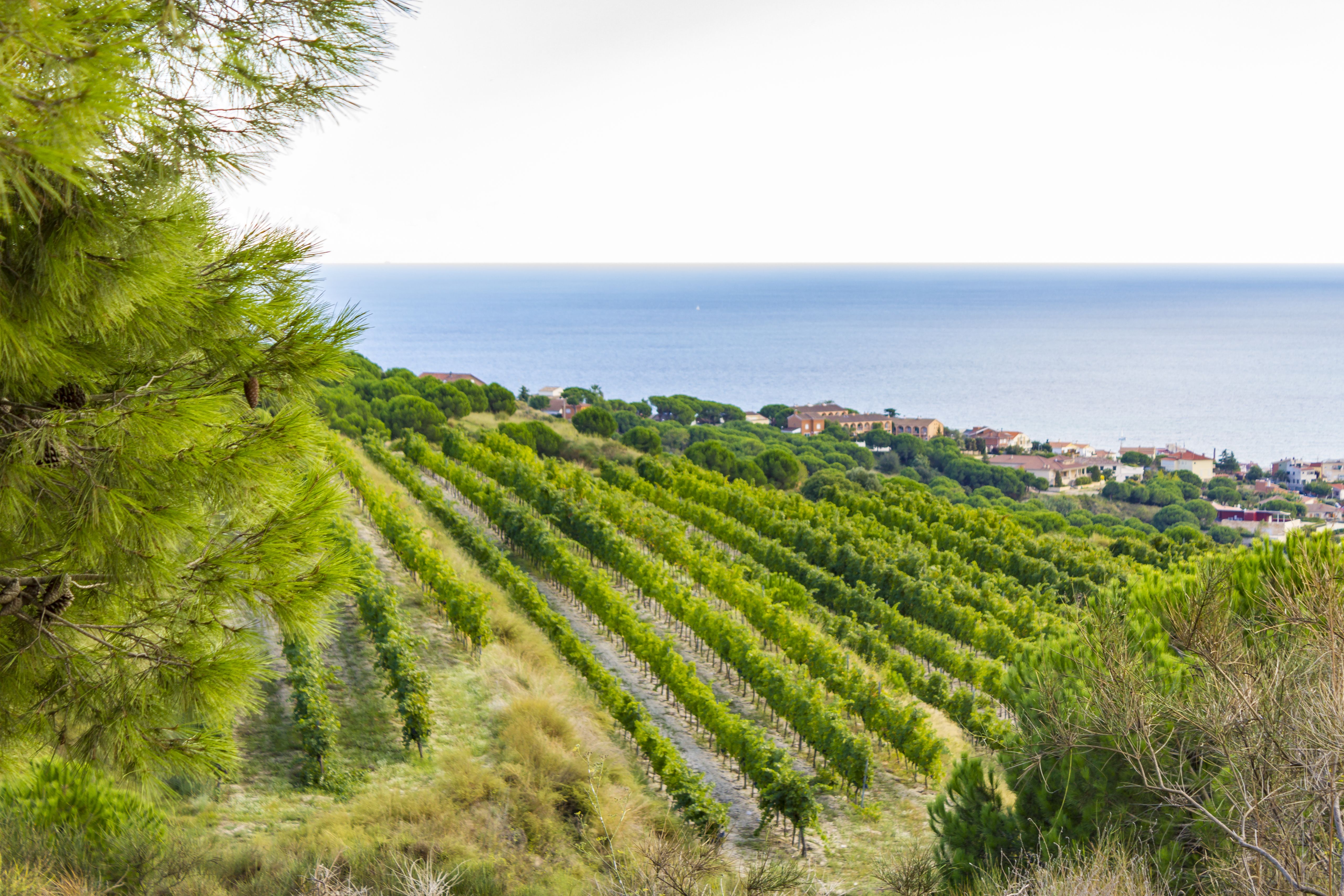 Una vista d'Alella. Foto: iStock