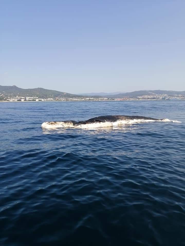 La ballena / Font: Cerdanyola Directo/ Miérc