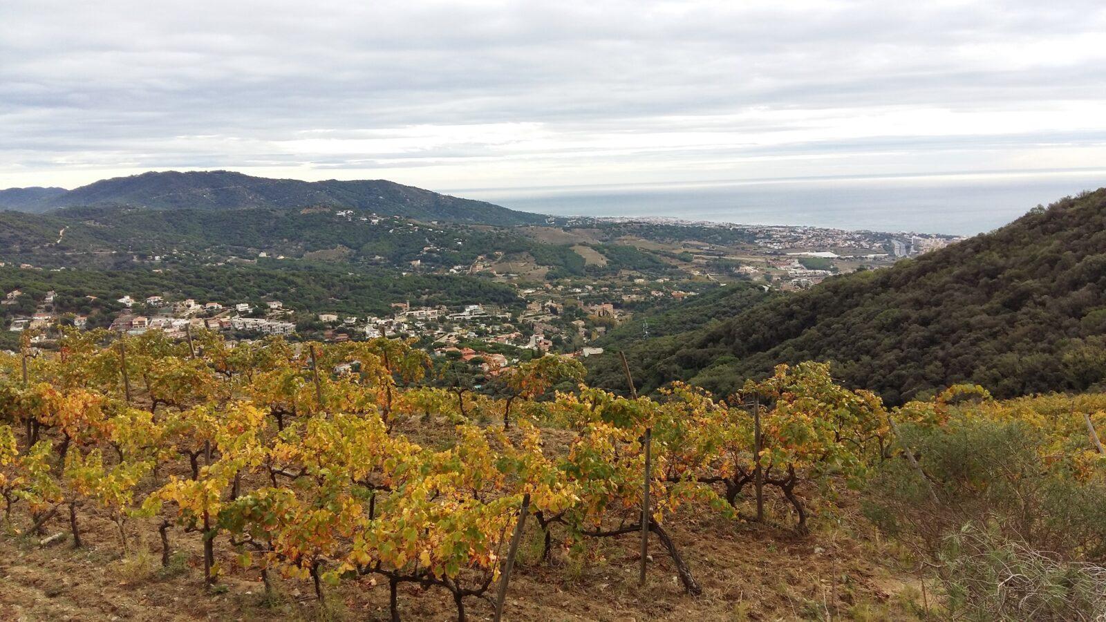 Vista d'Alella, el municipi més ric del Maresme i amb menys atur