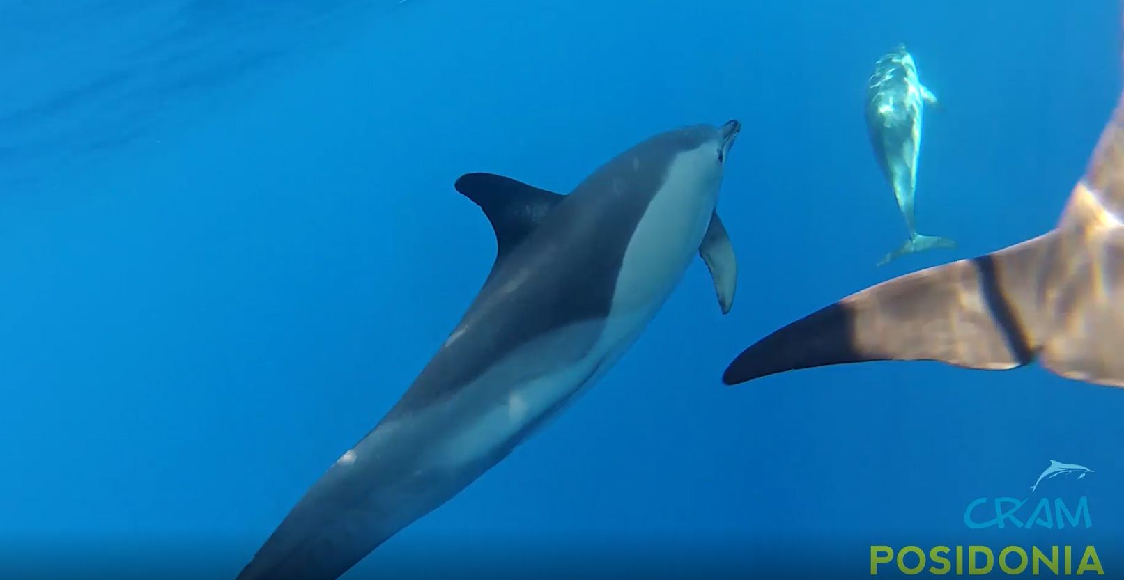 Captura de vídeo dels dofins a la costa de Mataró