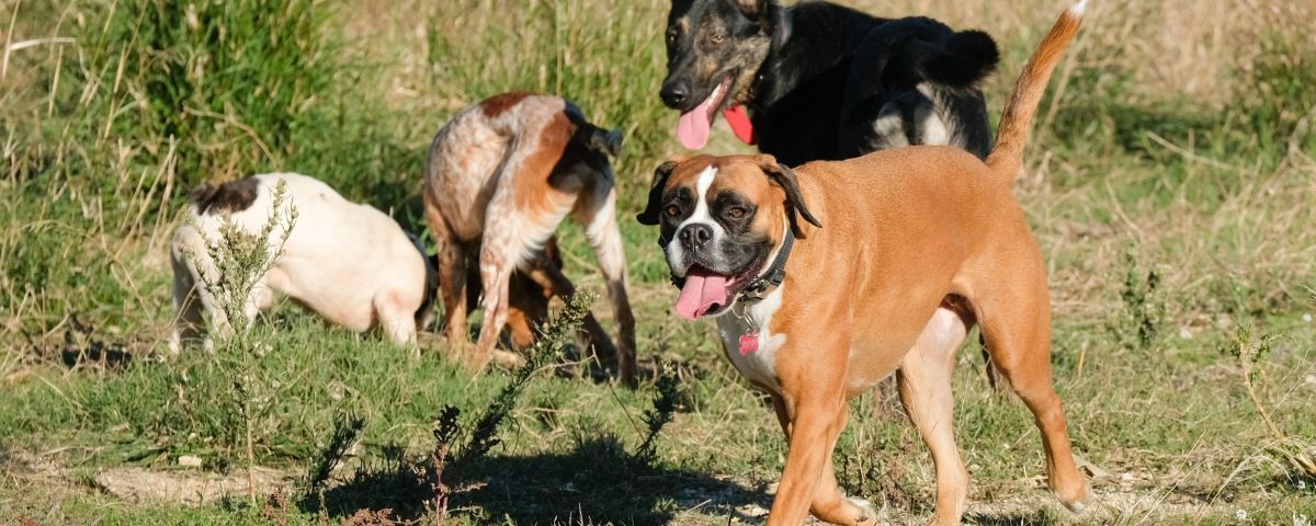 Perros en un correcan como el de Rocafonda, en una imagen de archivo